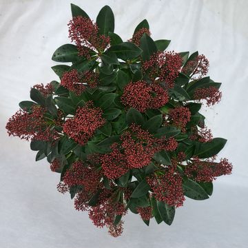 Skimmia japonica 'Rubella'