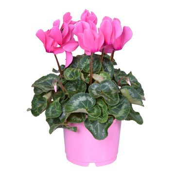 Cyclamen persicum SUPER SERIE S ALLURE MIX