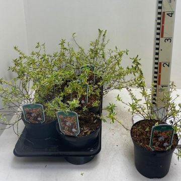 Abelia x grandiflora TRICOLOR CHARM