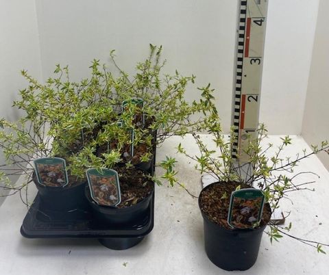 Abelia x grandiflora TRICOLOR CHARM