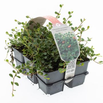 Cotoneaster procumbens 'Queen of Carpets'