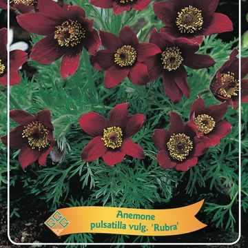 Pulsatilla vulgaris MIX