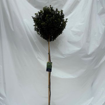 Ilex x meserveae LITTLE RASCAL