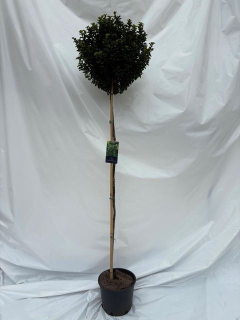 Ilex x meserveae LITTLE RASCAL