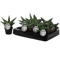 Sansevieria 'Boncellensis'