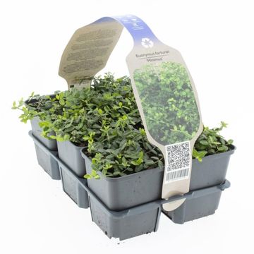 Euonymus fortunei 'Minimus'