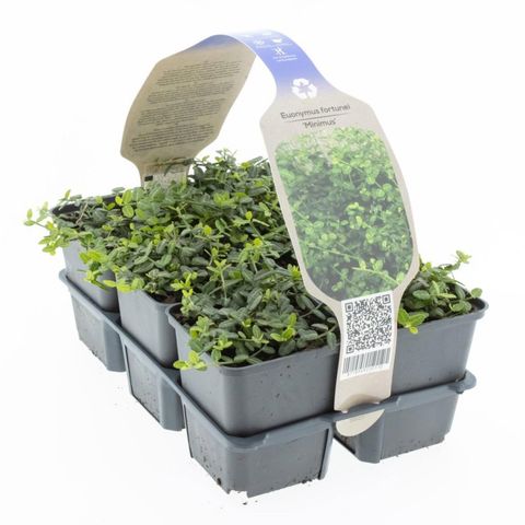 Euonymus fortunei 'Minimus'