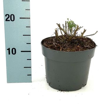 Artemisia 'Powis Castle'