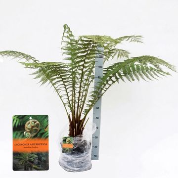 Dicksonia antarctica