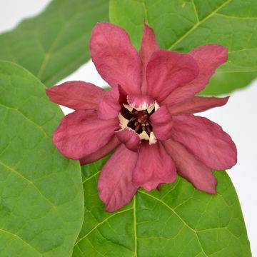 Calycanthus x raulstonii 'Hartlage Wine'