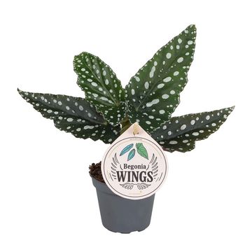 Begonia maculata 'Silver Spot'