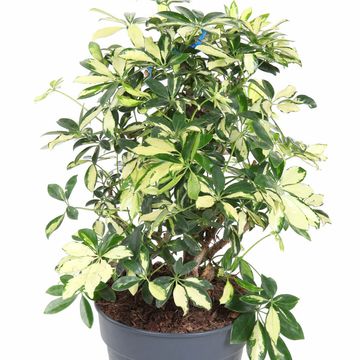 Schefflera arboricola 'Trinette'