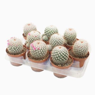 Mammillaria bombycina