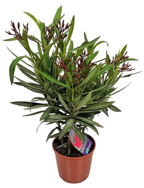 Nerium oleander
