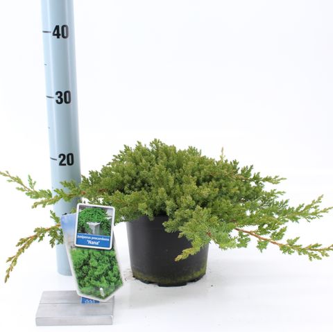 Juniperus procumbens 'Nana'