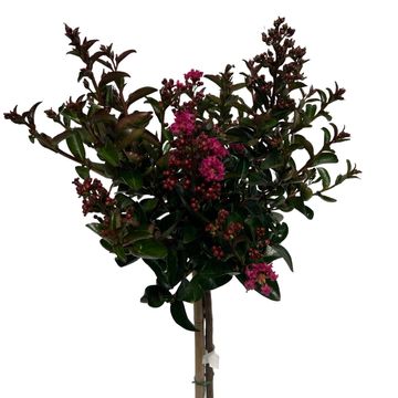 Lagerstroemia indica BERRY DAZZLE