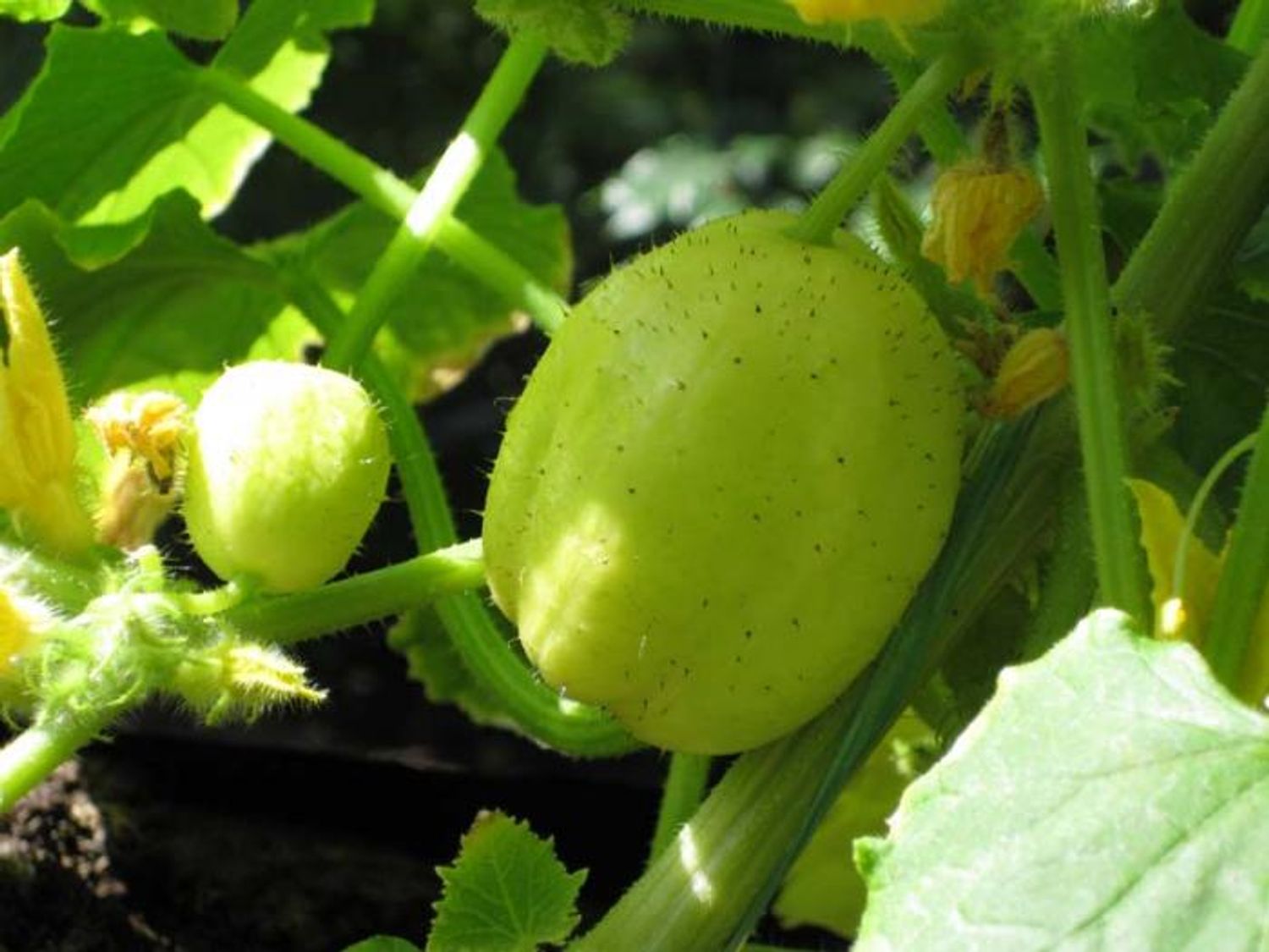 Cucumis sativus 'Lemon' — Plant Wholesale FlorAccess