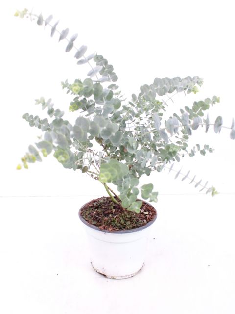 Eucalyptus pulverulenta 'Baby Blue'