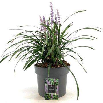 Liriope muscari 'Moneymaker'