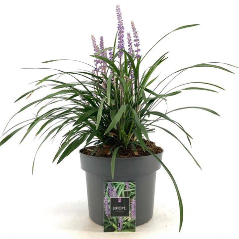 Liriope muscari 'Moneymaker'