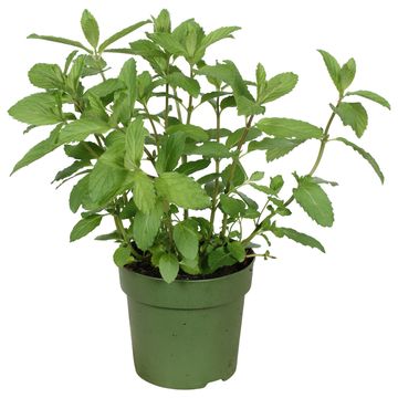Mentha x piperita 'Swiss'