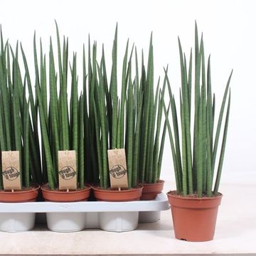 Sansevieria bacularis 'Mikado'