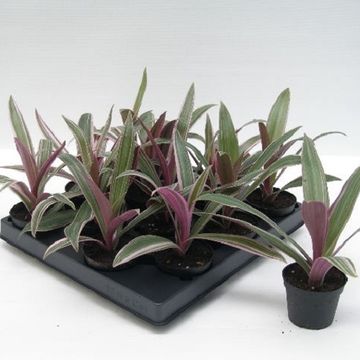 Tradescantia spathacea