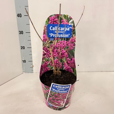 Callicarpa bodinieri 'Profusion'