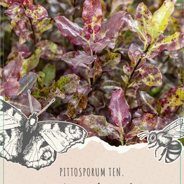 Pittosporum MIX