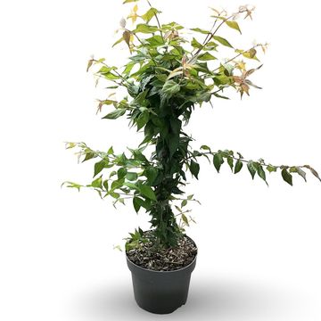 Kolkwitzia amabilis 'Pink Cloud'