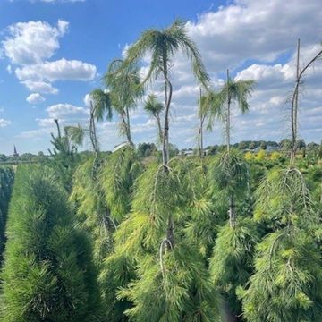 Pinus strobus 'Pendula'