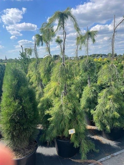 Pinus strobus 'Pendula'