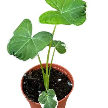 Xanthosoma sagittifolium 'Variegatum Monstrosum'