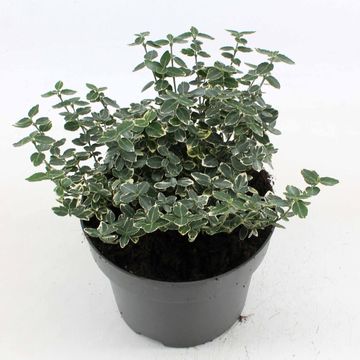 Euonymus fortunei 'Emerald Gaiety'