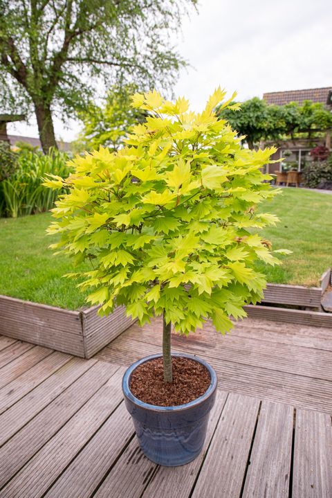 Acer shirasawanum 'Aureum'