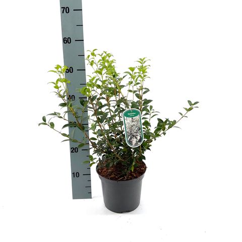 Osmanthus x burkwoodii