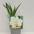 Iris ensata 'Вайт Лэдиз'