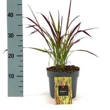 Imperata cylindrica 'Red Baron'