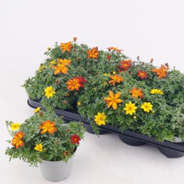 Bidens MIX IN POT