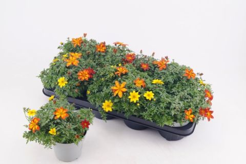 Bidens MIX IN POT