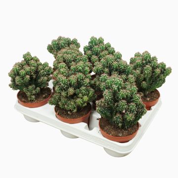 Cereus peruvianus monstrosus