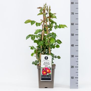 Rosa WILD ROVER