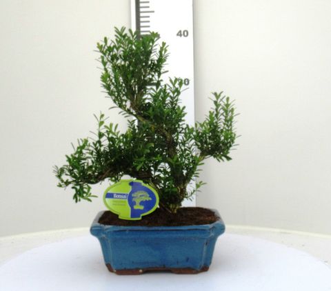 Buxus harlandii