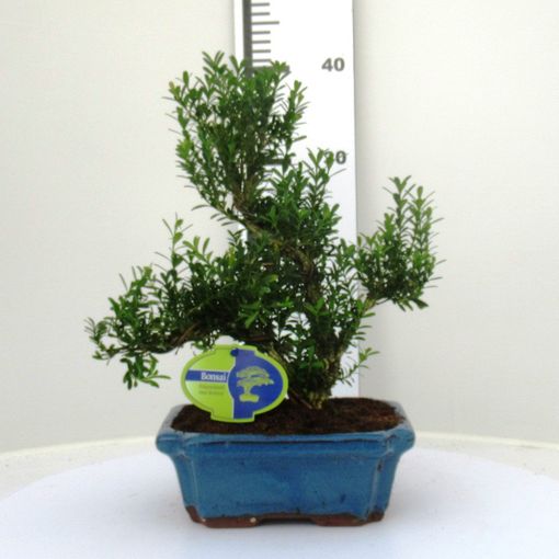 Buxus harlandii