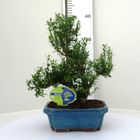 Buxus harlandii