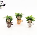 Arrangement Coffea