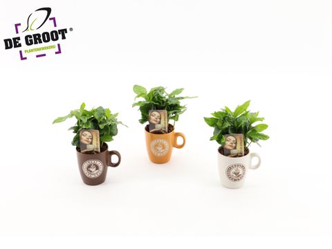 Arrangement Coffea