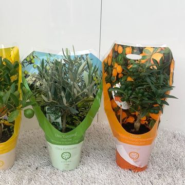 Citrus & Olea MIX