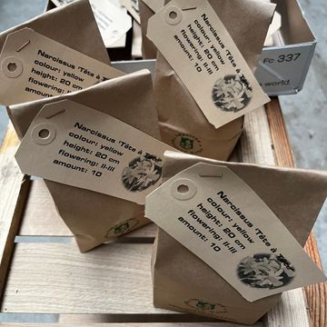 Narcissus 'Tête-à-Tête'