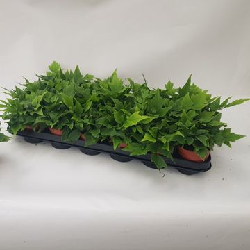 Cyrtomium fortunei clivicolum